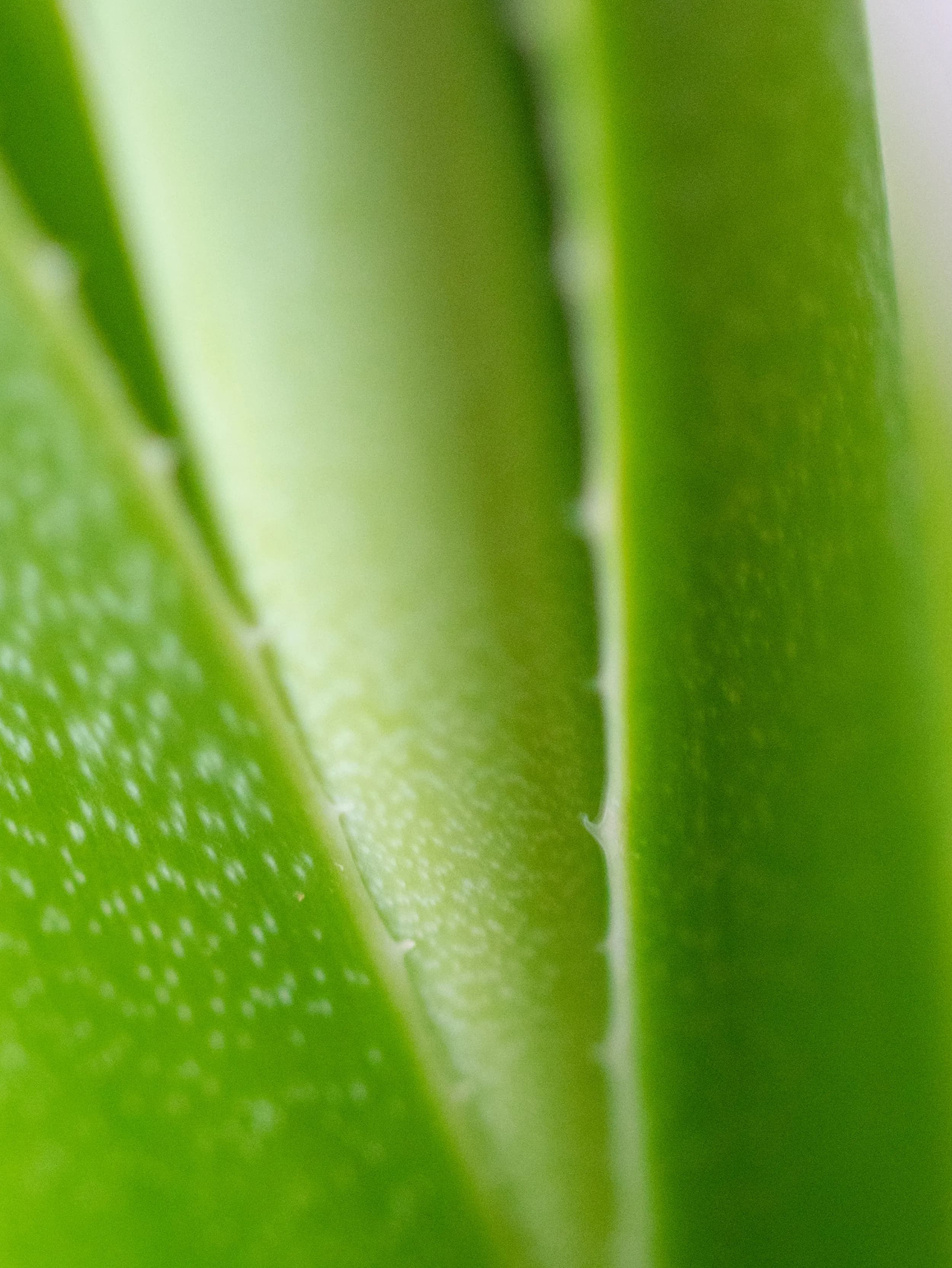 100% veganské a netestované na zvířatech
